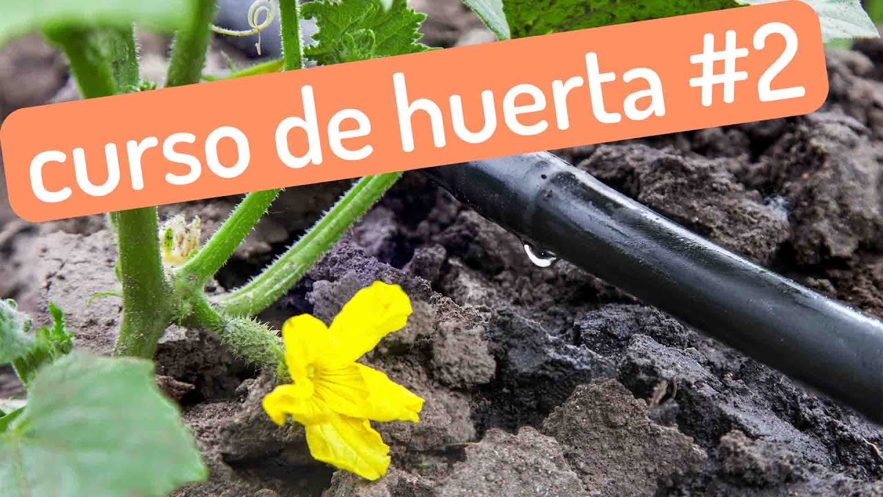 cuando es mejor regar el huerto