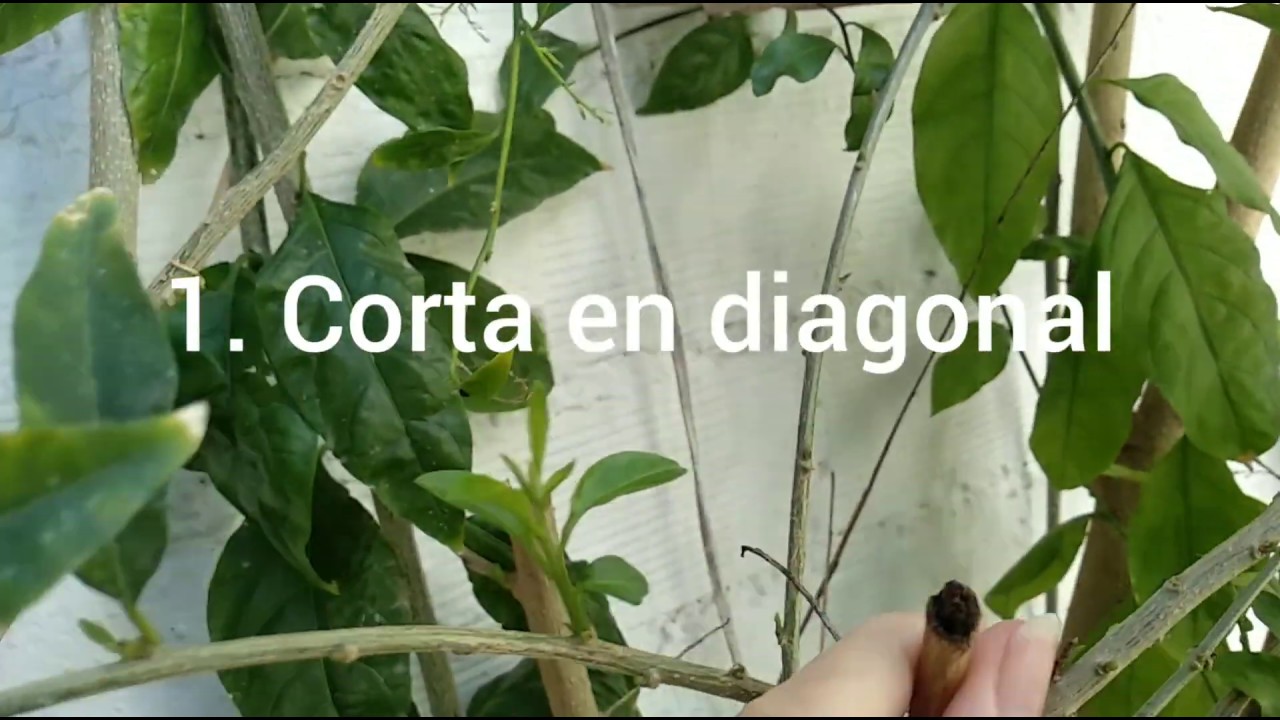 cuándo podar la dama de noche