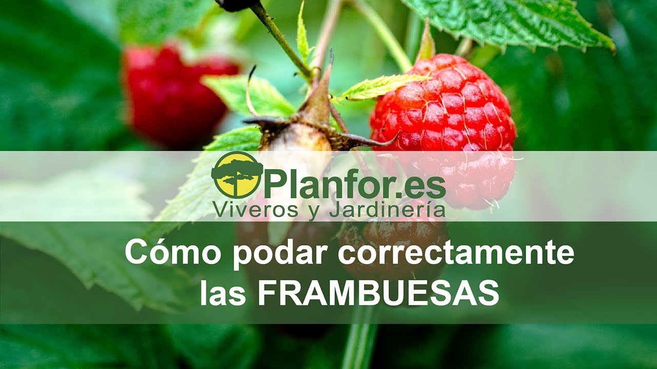 cuando podar las frambuesas en españa