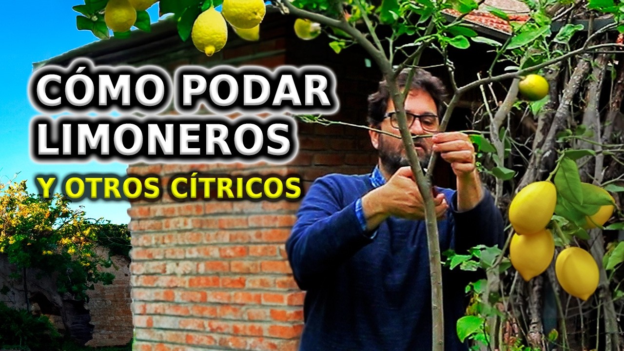 cuando podar un limonero en maceta