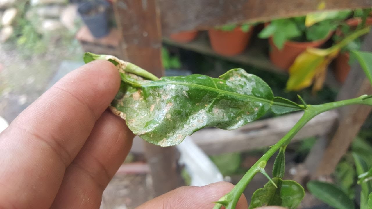 cuando se debe fumigar los naranjos