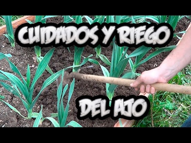 cuando se dejan de regar los ajos