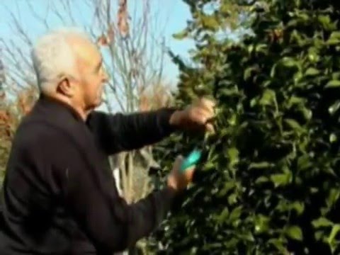 cuando se puede podar una camelia