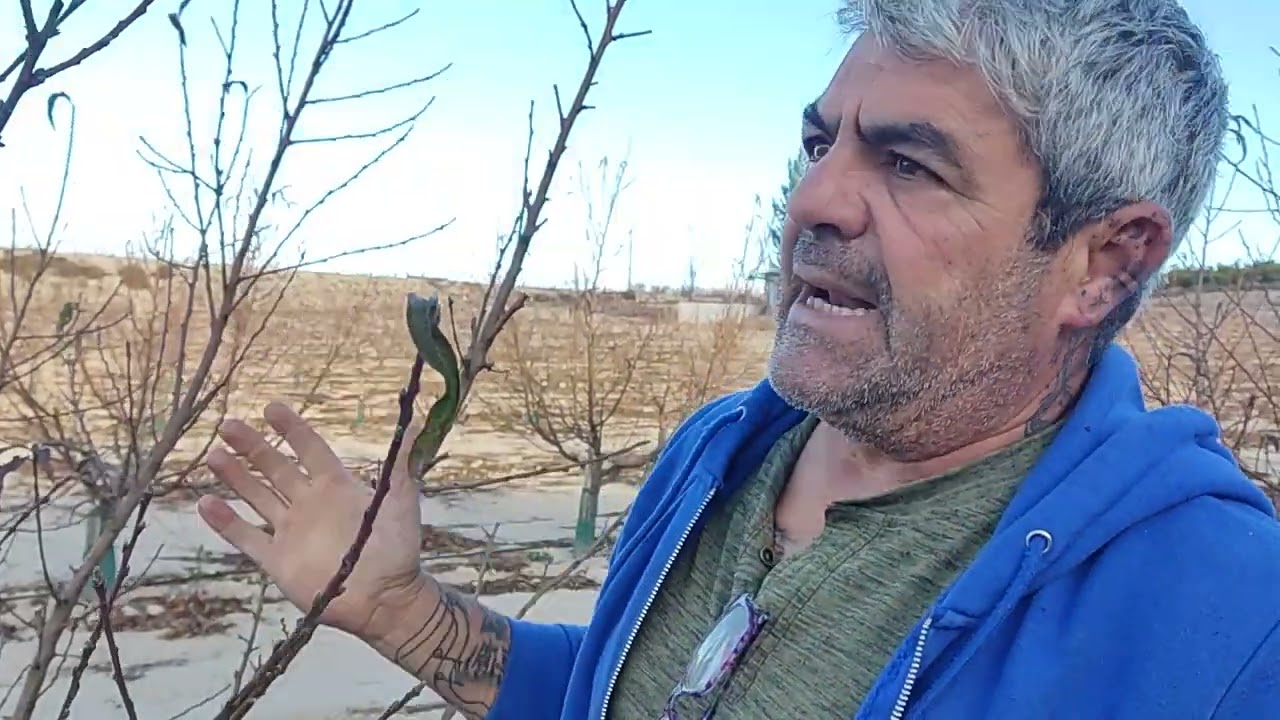 cuando se pueden podar los melocotoneros