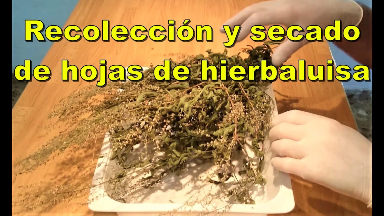 cuando se recoge la hierba luisa