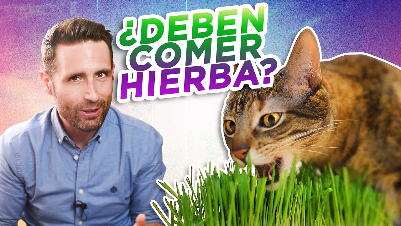 cuanta hierba gatera puede comer un gato