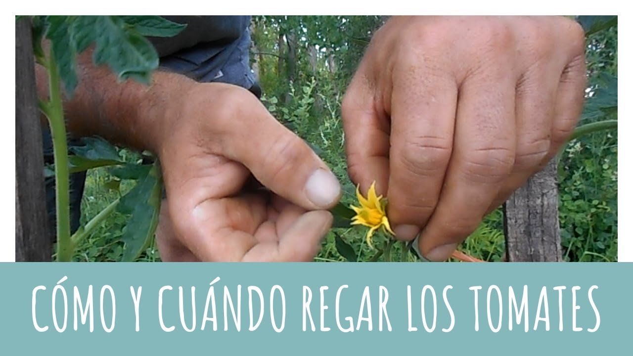 cuanto hay que regar los tomates