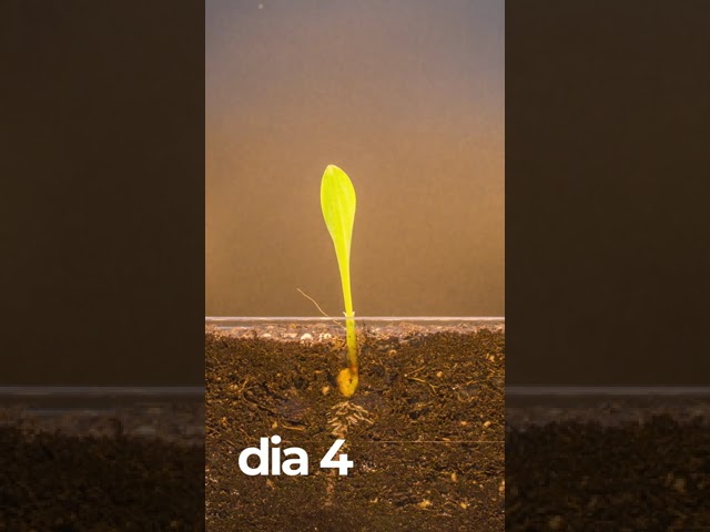 cuanto tarda en crecer la hierba