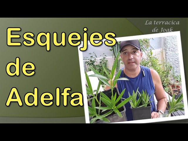 cuanto tarda en enraizar un esqueje de adelfa