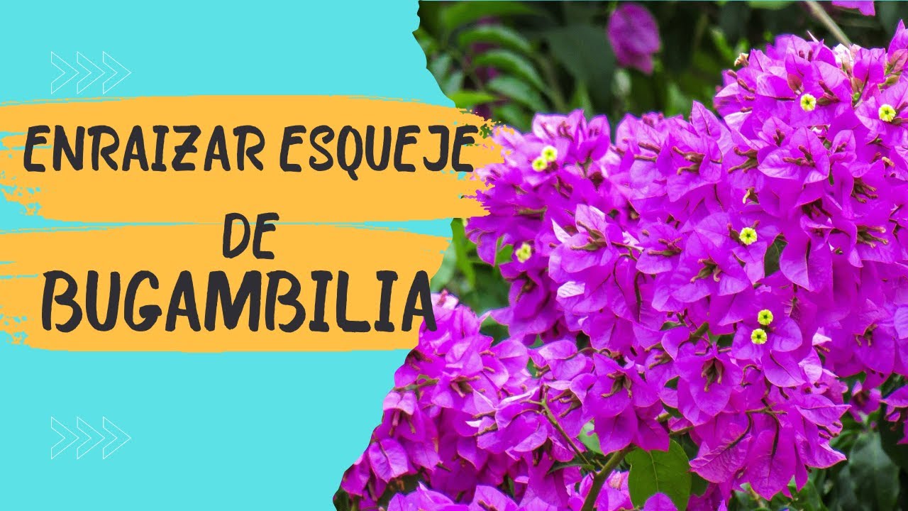 cuanto tarda en enraizar un esqueje de buganvilla