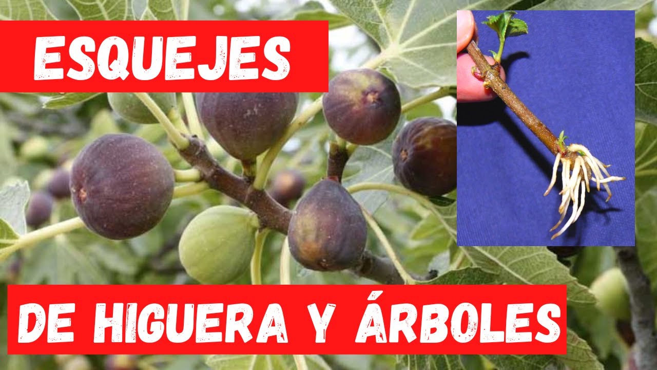 cuanto tarda en enraizar un esqueje de higuera