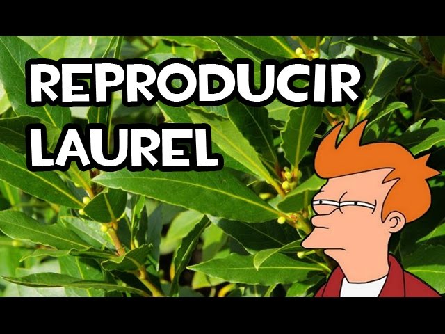 cuanto tarda en enraizar un esqueje de laurel