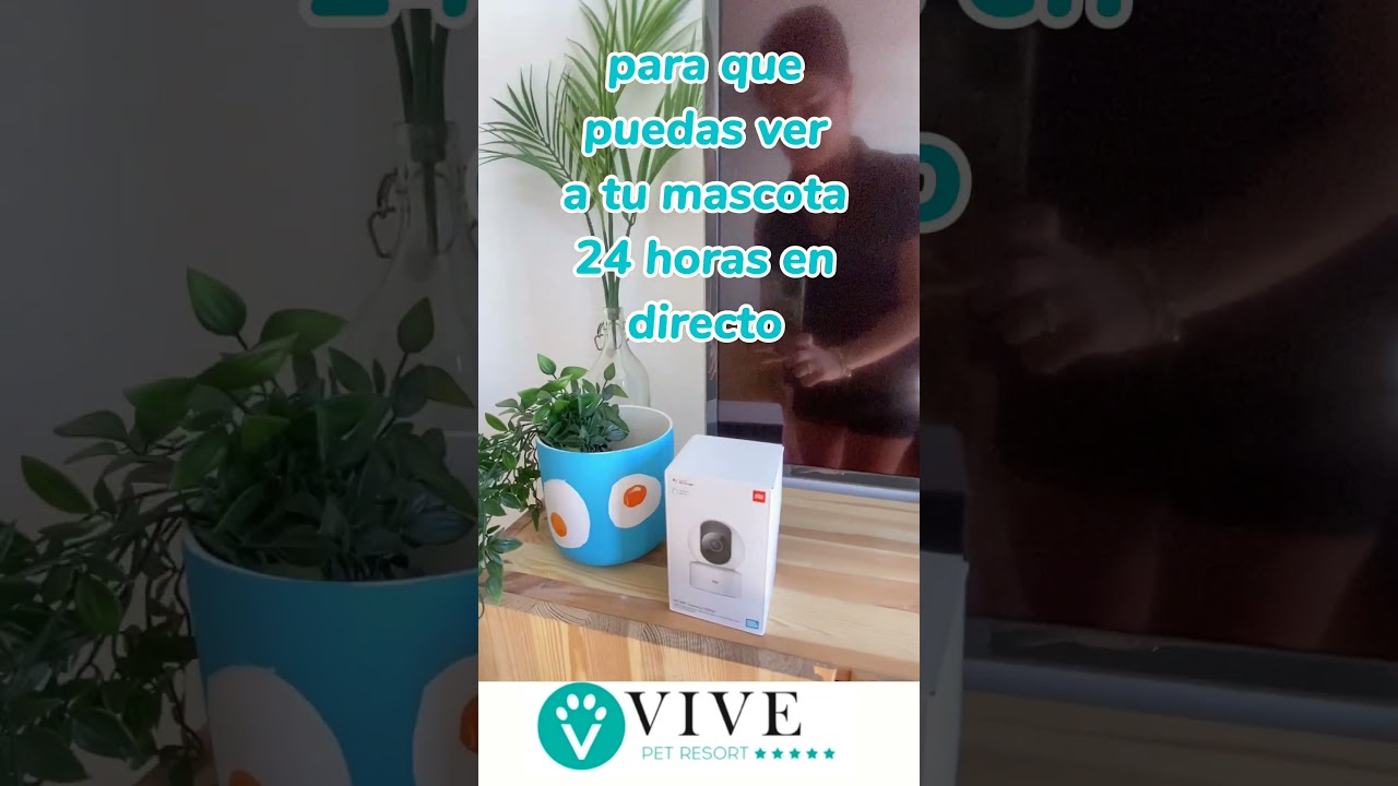 cuidado de gatos a domicilio madrid