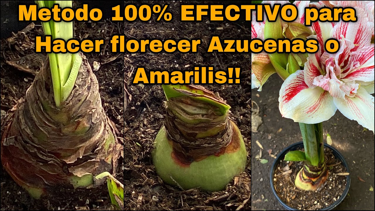 cuidado de las azucenas en maceta