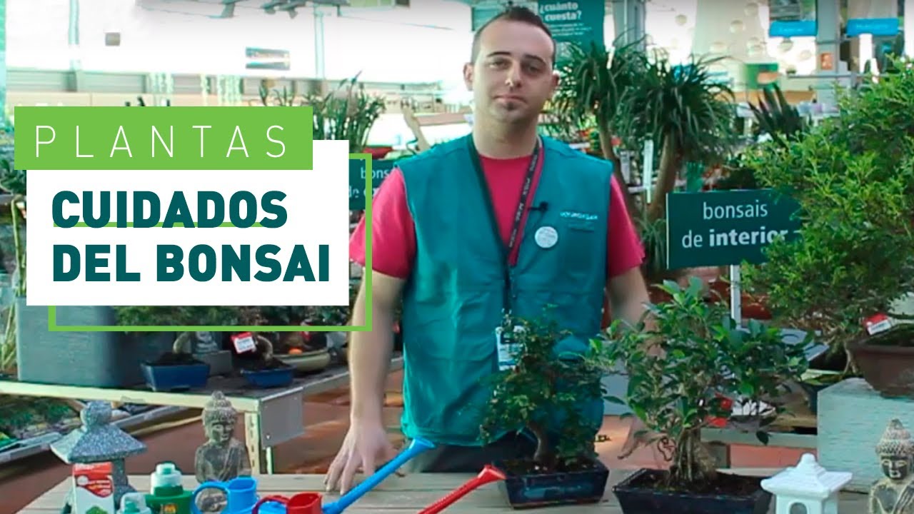 cuidado de los bonsais de interior