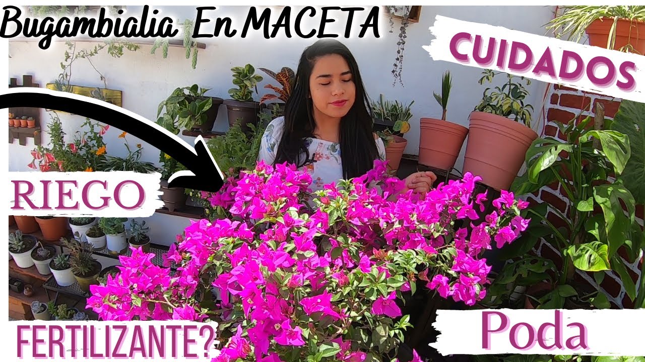 cuidados de la bugambilia en maceta
