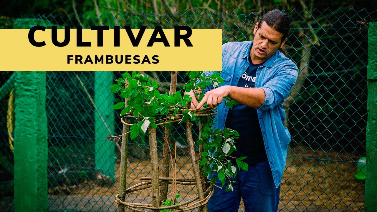 cuidados de la frambuesa en maceta