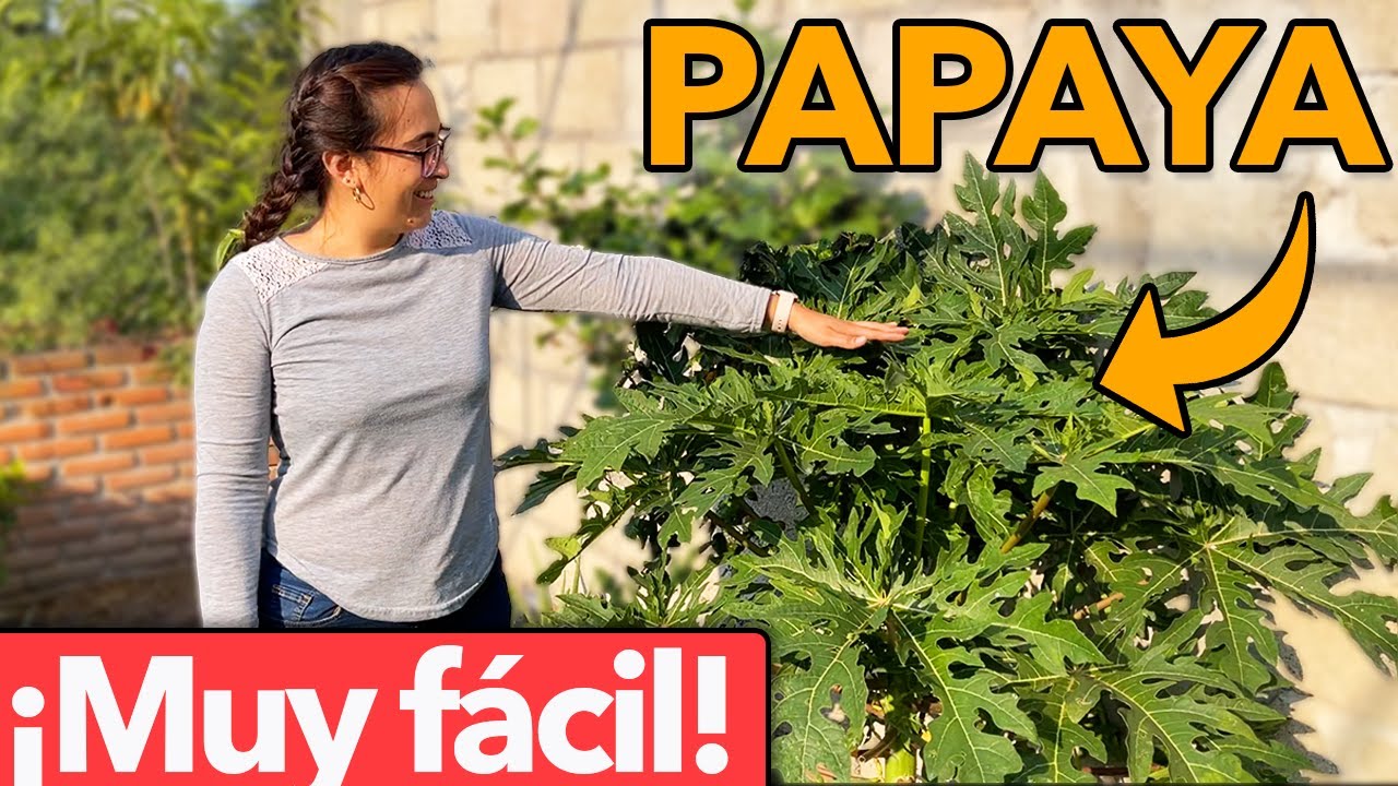 cuidados de la papaya en maceta