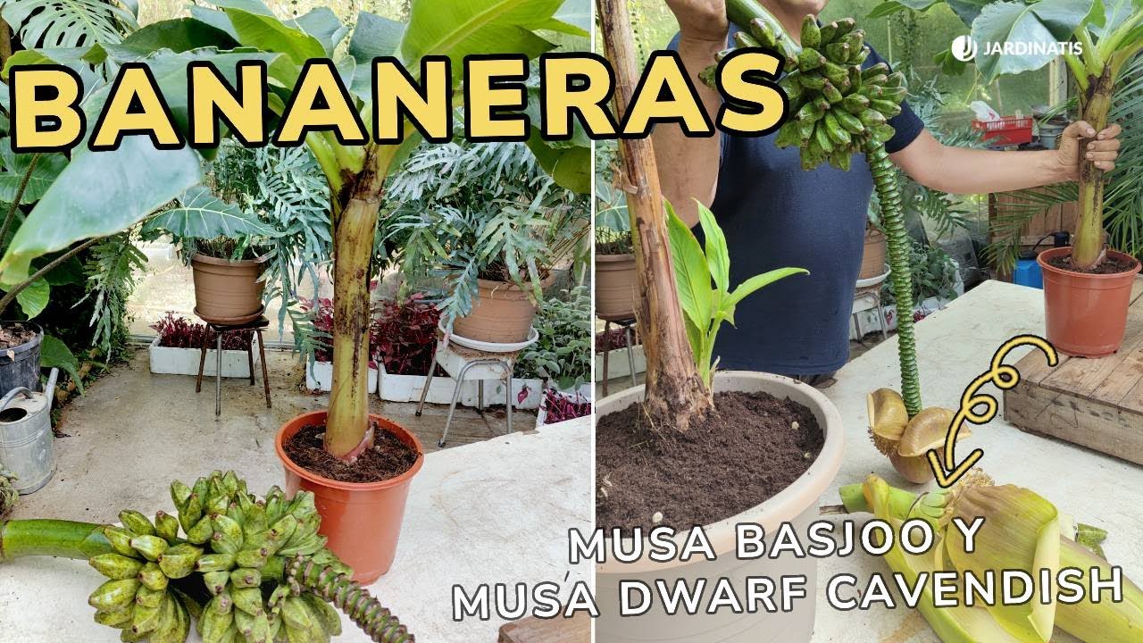 cuidados de la platanera en maceta