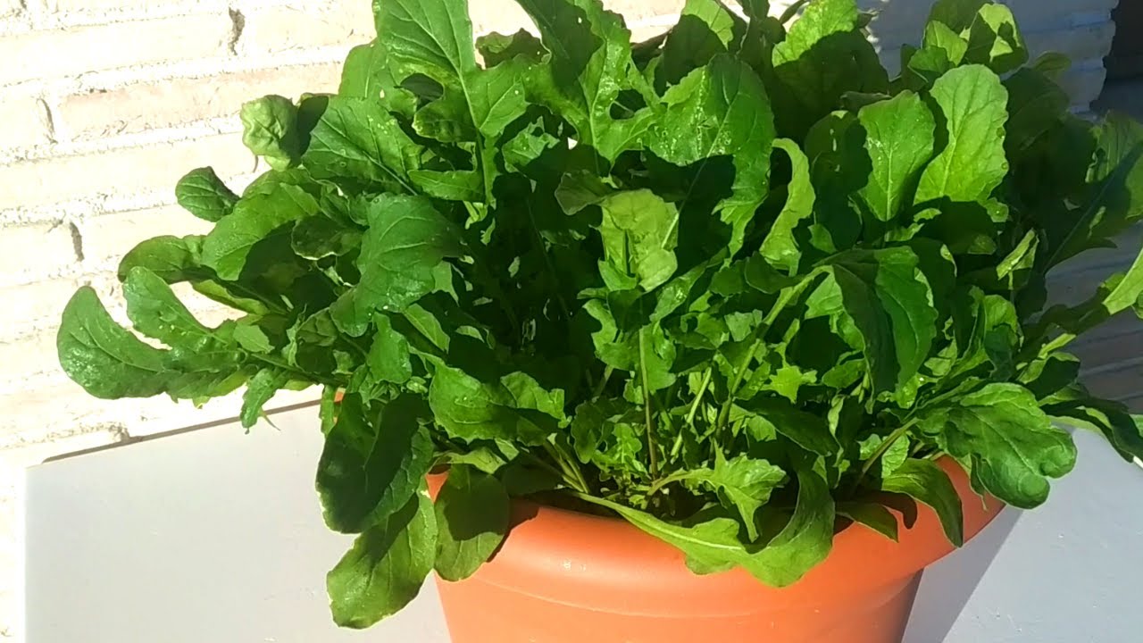 cuidados de la rucula en maceta