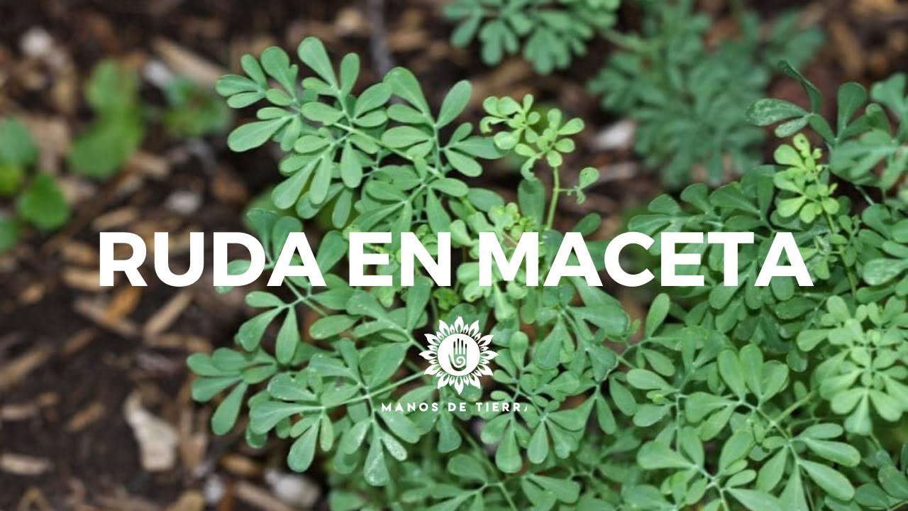 cuidados de la ruda en maceta