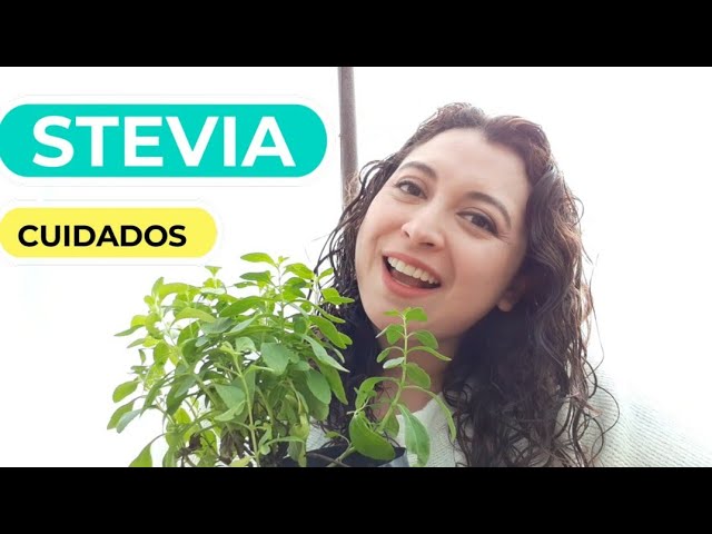 cuidados de la stevia en maceta