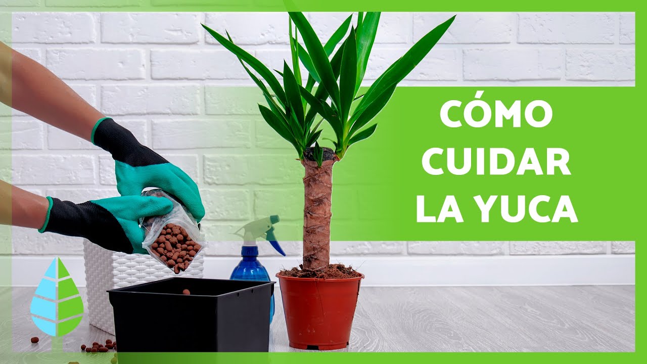 cuidados de la yuca en exterior