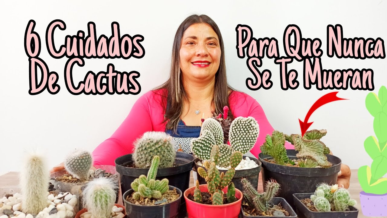 cuidados de los cactus en macetas