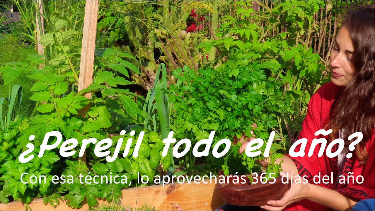 cuidados del perejil sol o sombra