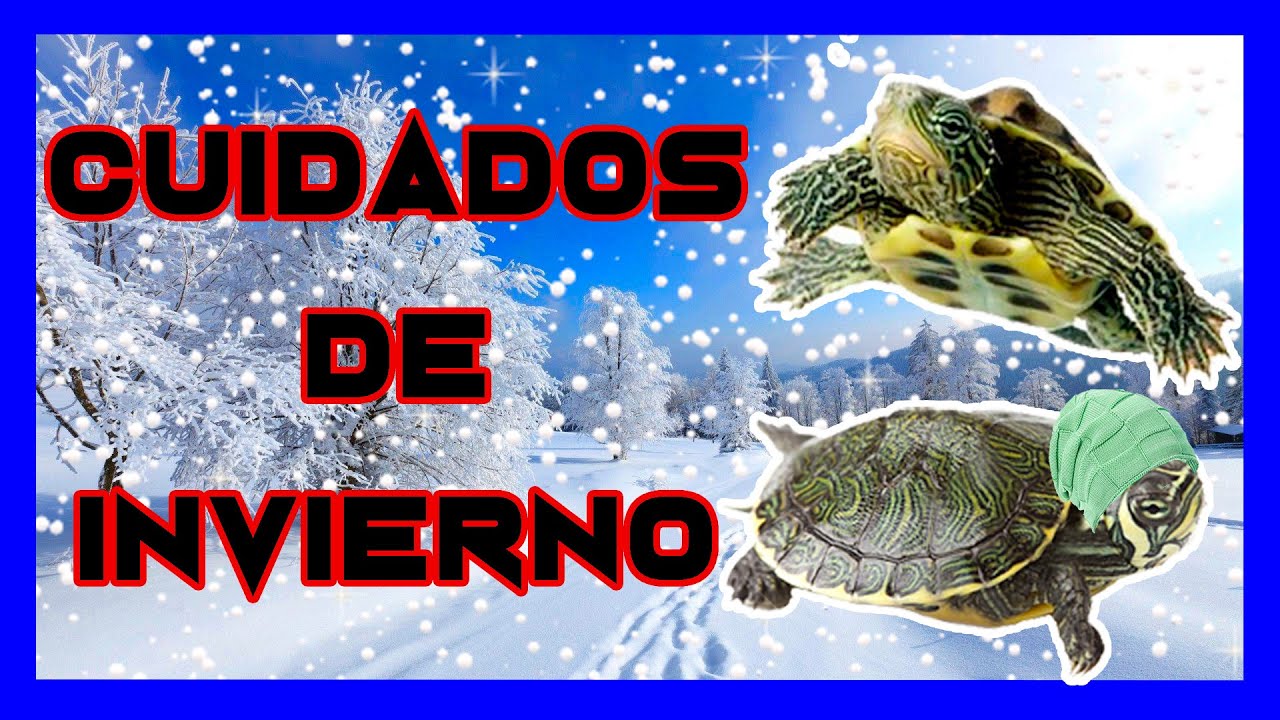 cuidados tortuga de agua en invierno