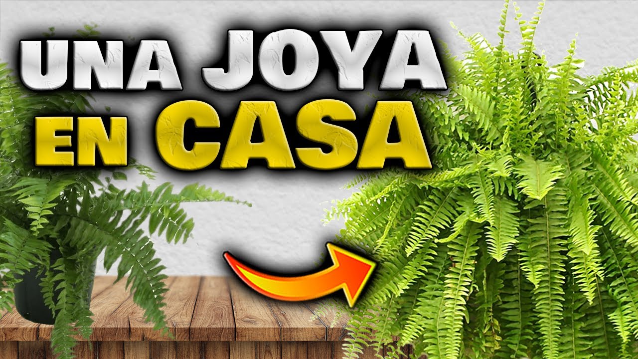 el helecho es de interior o exterior