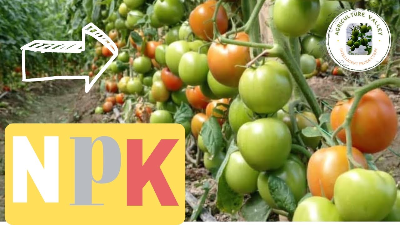 el mejor abono para tomates y pimientos