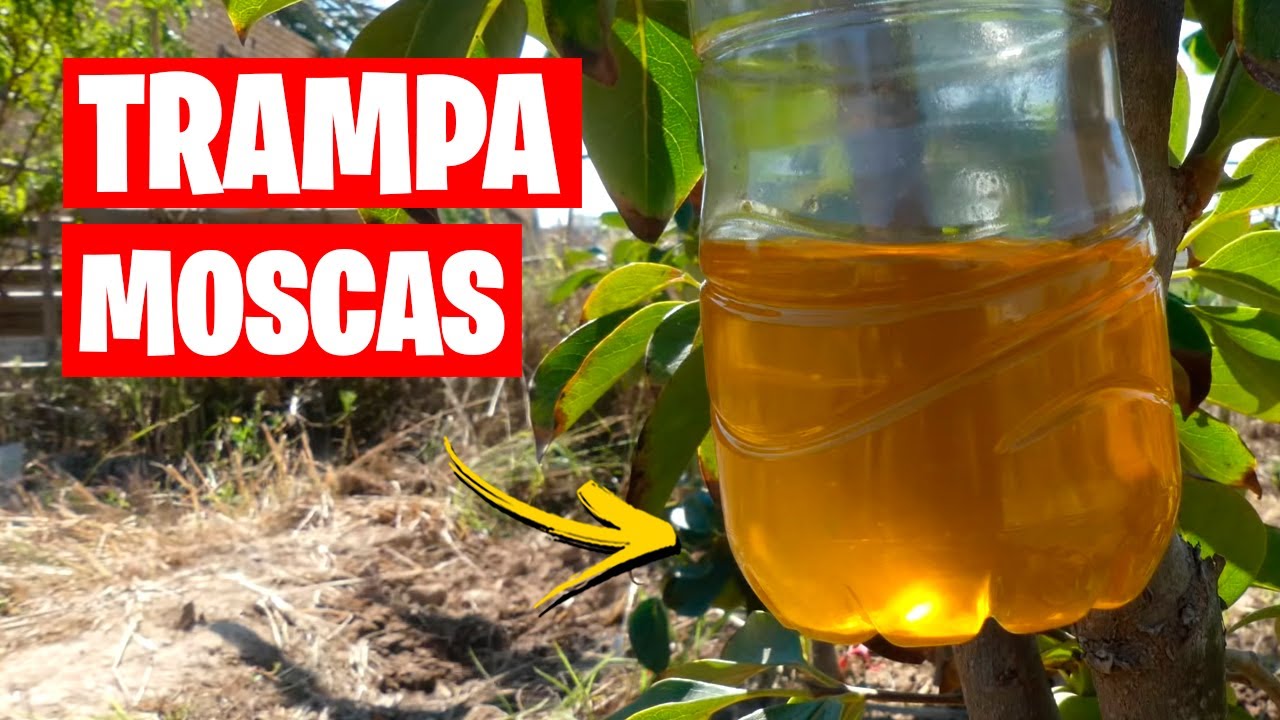 el mejor insecticida para la mosca de la fruta