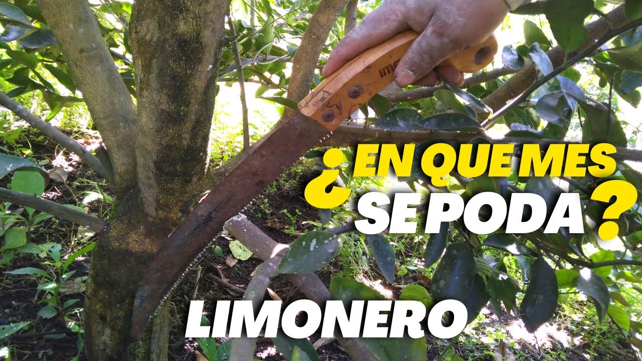 época del año para podar limonero