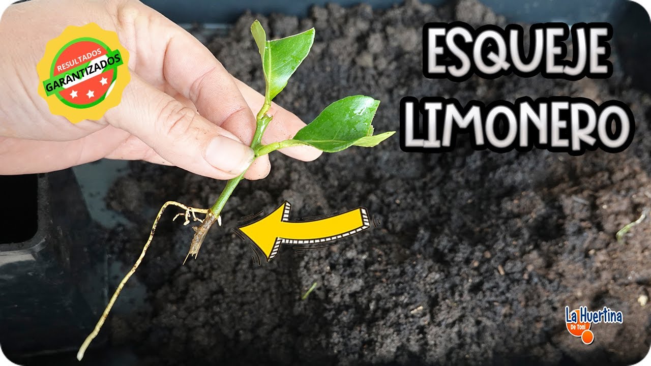 época para hacer esquejes de cítricos