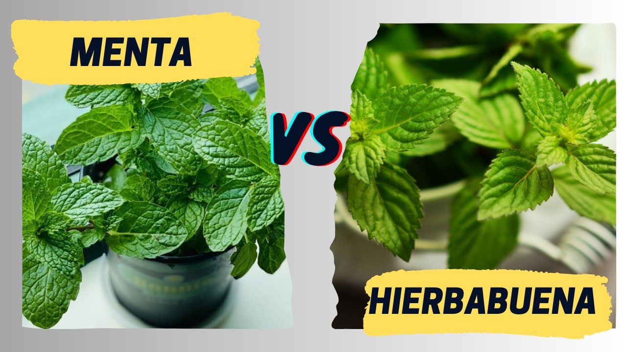 es lo mismo la menta que la hierbabuena
