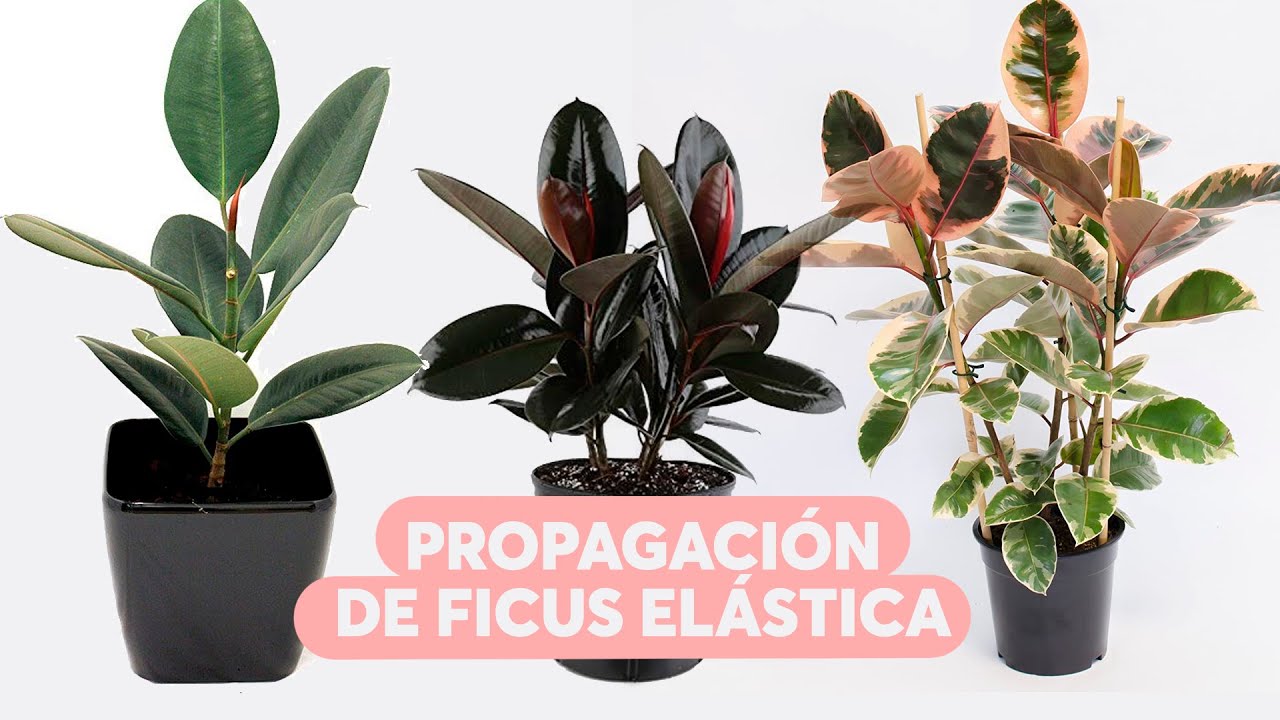 esqueje de ficus elastica en agua