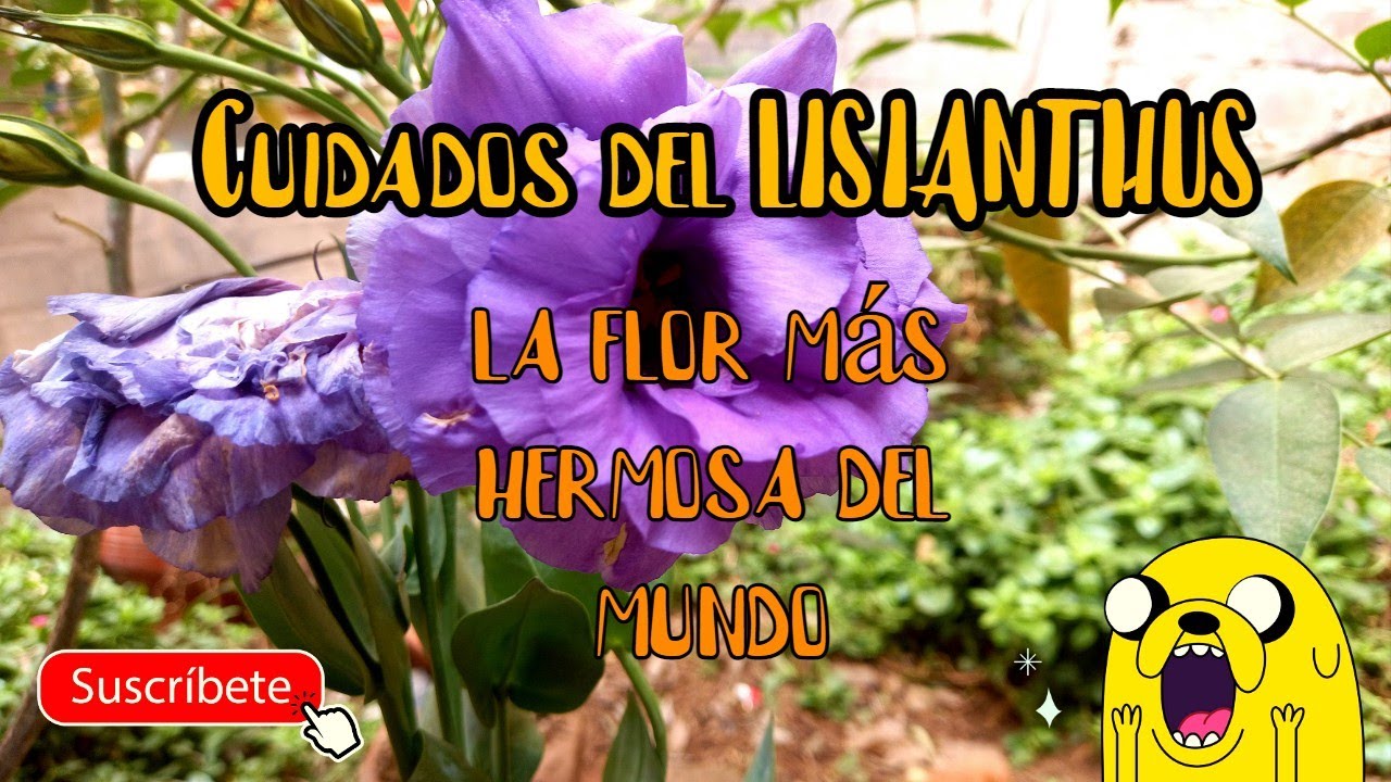 eustoma es de interior o exterior