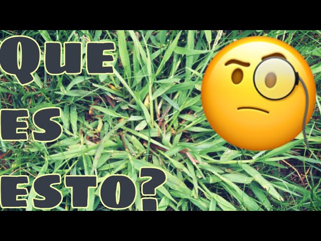 fotos de malas hierbas y sus nombres