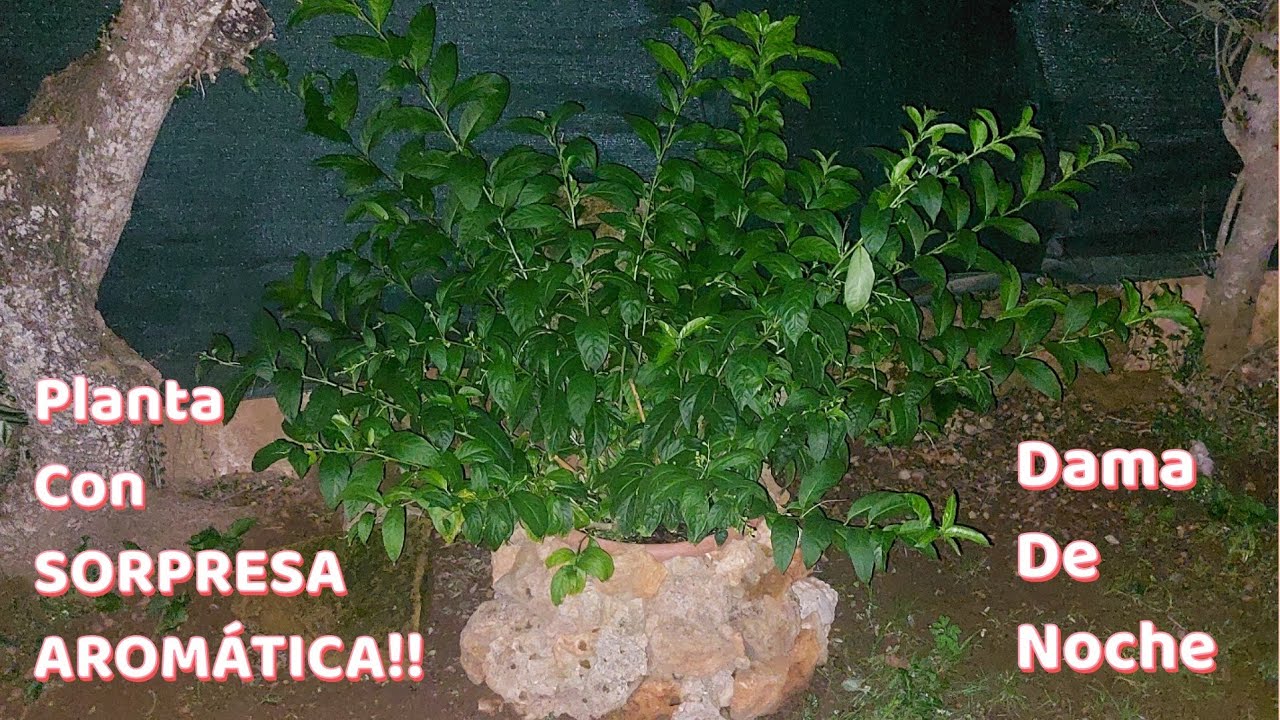 galán de noche cuidados y poda