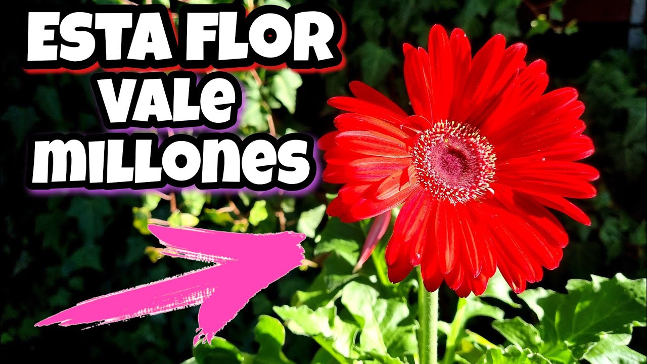 gerbera es de interior o exterior
