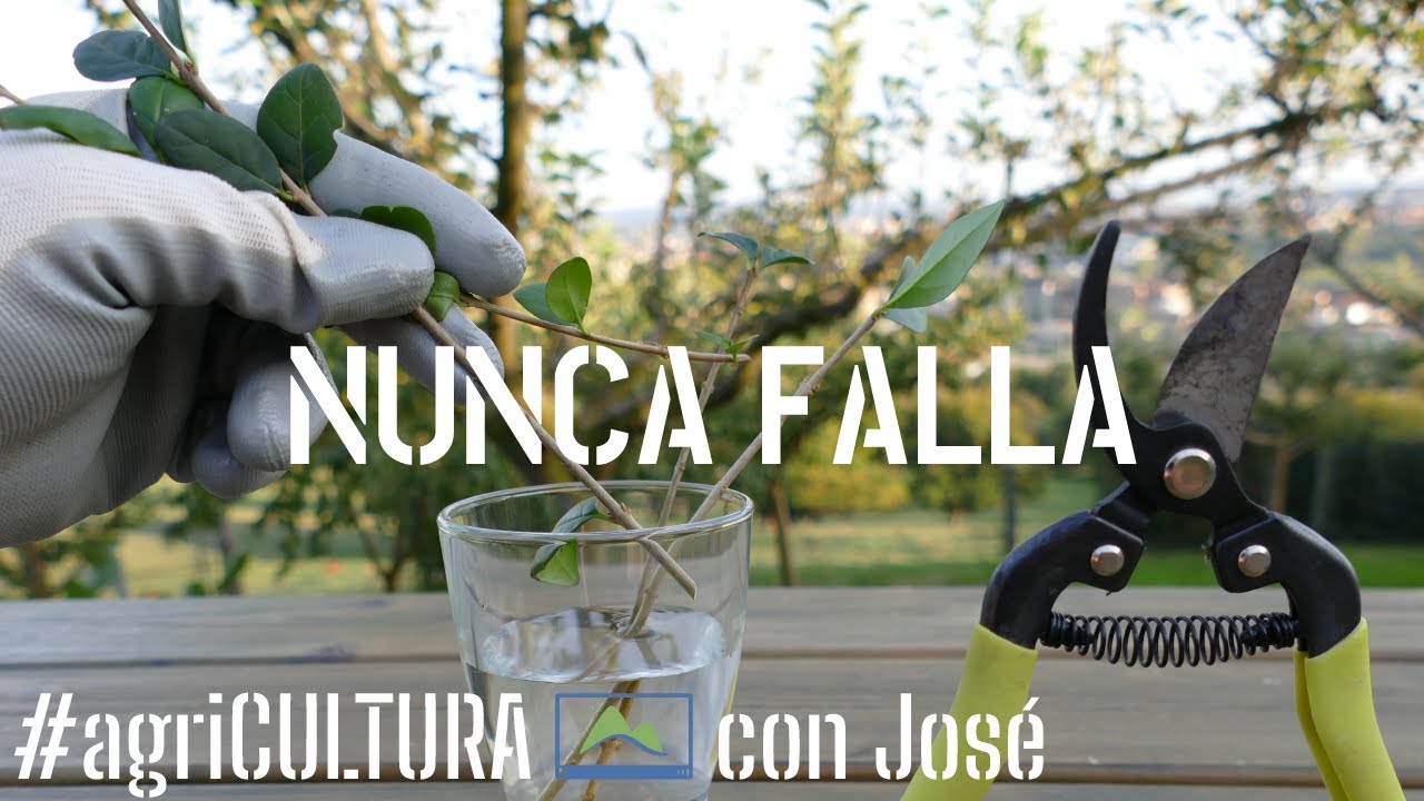 hacer esqueje de olivo en agua