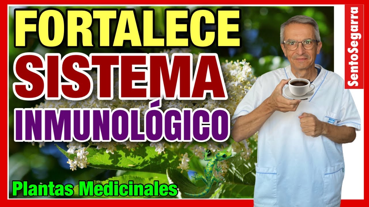 hierbas para reforzar el sistema inmunologico