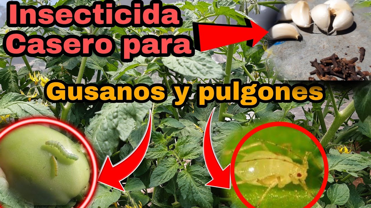 insecticida casero para tomates y pimientos