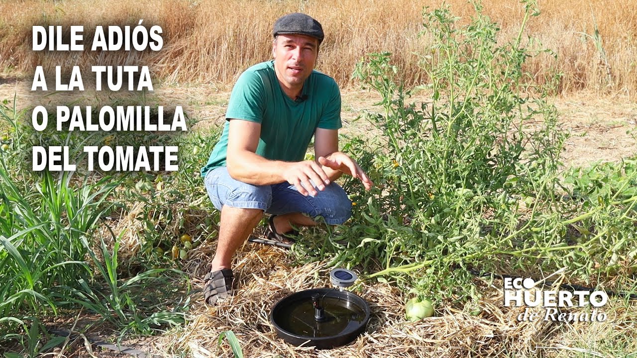 insecticida ecológico para la tuta del tomate