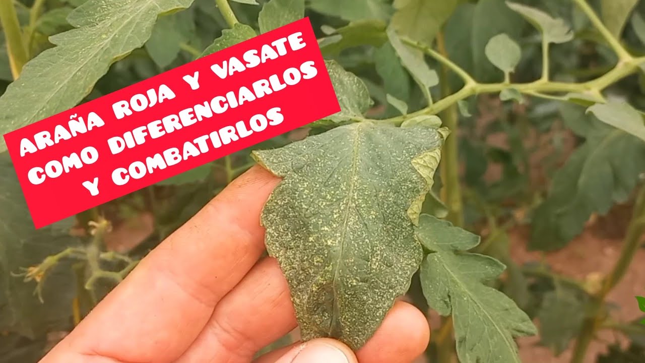 insecticida para araña roja en tomate