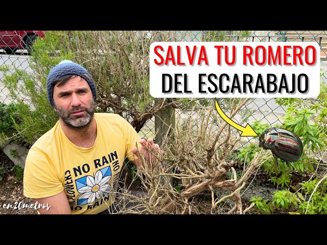 insecticida para el escarabajo de la patata