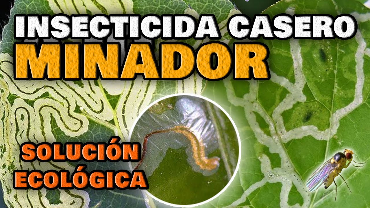 insecticida para el minador de los cítricos
