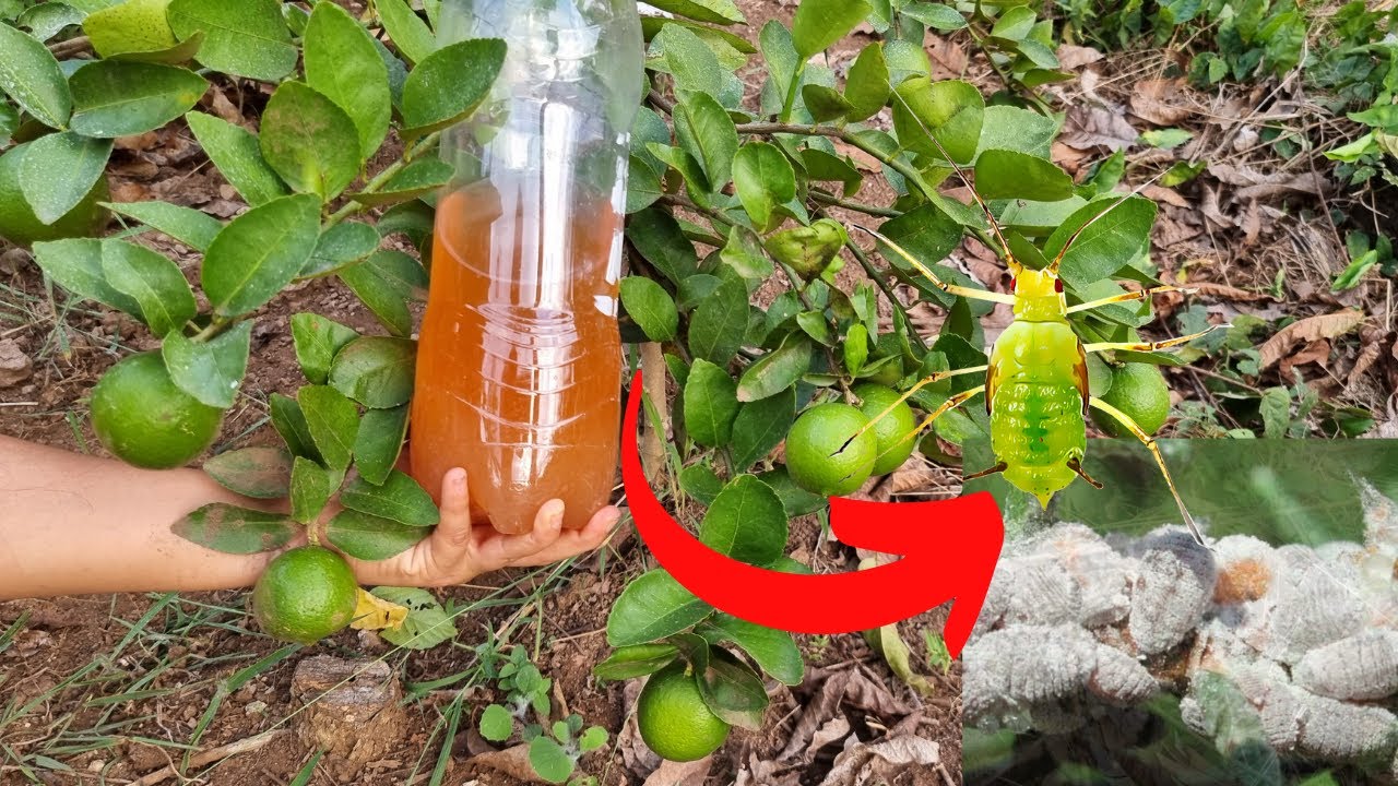 insecticida para el pulgon de los citricos