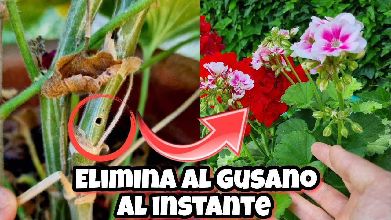insecticida para la mariposa del geranio